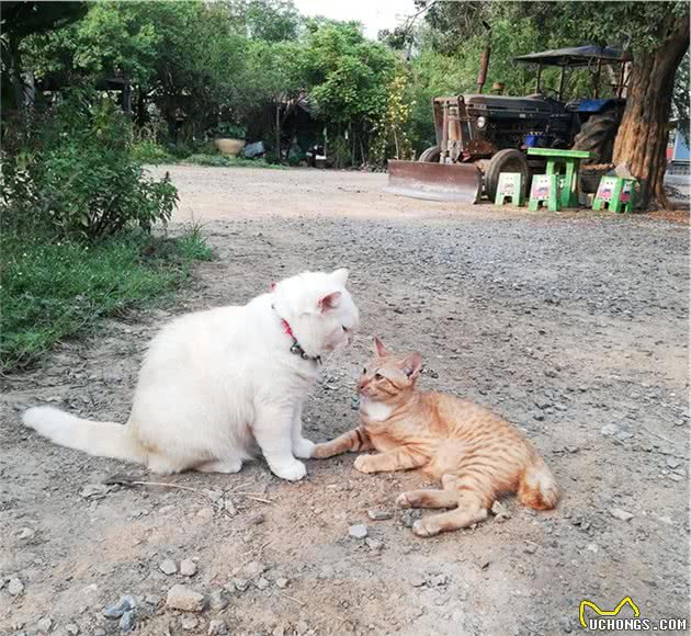 猫咪被迫成为泰国最凶狠西瓜摊主，曾遭遇6只恶犬包围，毫无惧色