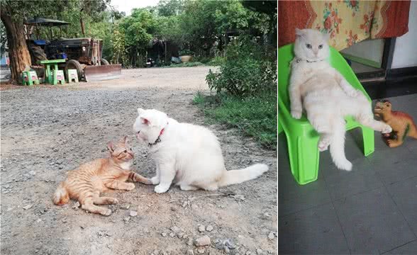 猫咪被迫成为泰国最凶狠西瓜摊主，曾遭遇6只恶犬包围，毫无惧色