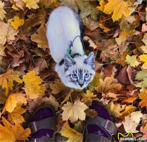 这对流浪猫狗被好心人领养，变成好朋友还一起环游世界