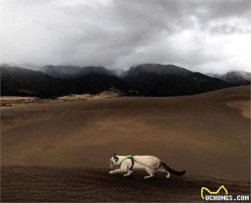 这对流浪猫狗被好心人领养，变成好朋友还一起环游世界