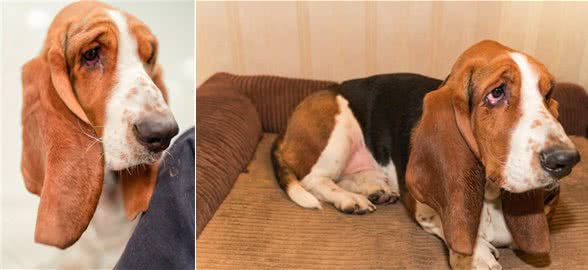 如何挑选巴吉度猎犬背部呈水平无凹凸不平的地方