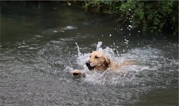 辟谣，幼犬生来不怕水只因独特构造，带爱犬游泳仍需学会三点技巧