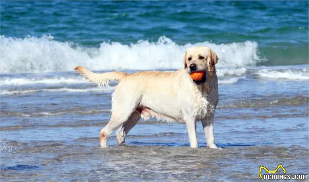 辟谣，幼犬生来不怕水只因独特构造，带爱犬游泳仍需学会三点技巧