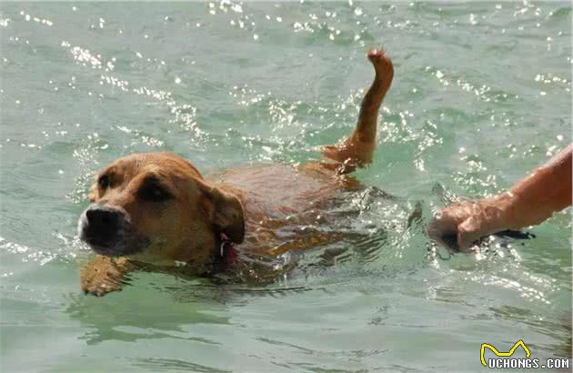 辟谣，幼犬生来不怕水只因独特构造，带爱犬游泳仍需学会三点技巧