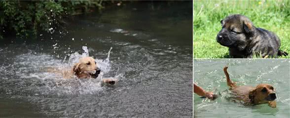 辟谣，幼犬生来不怕水只因独特构造，带爱犬游泳仍需学会三点技巧