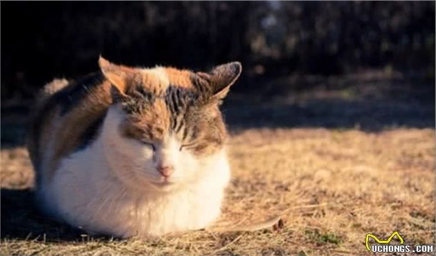 不能长期给猫狗喂食肝脏和肉类？原因在这