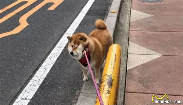 再节俭的宠主，这几样养狗用品也要及时更换