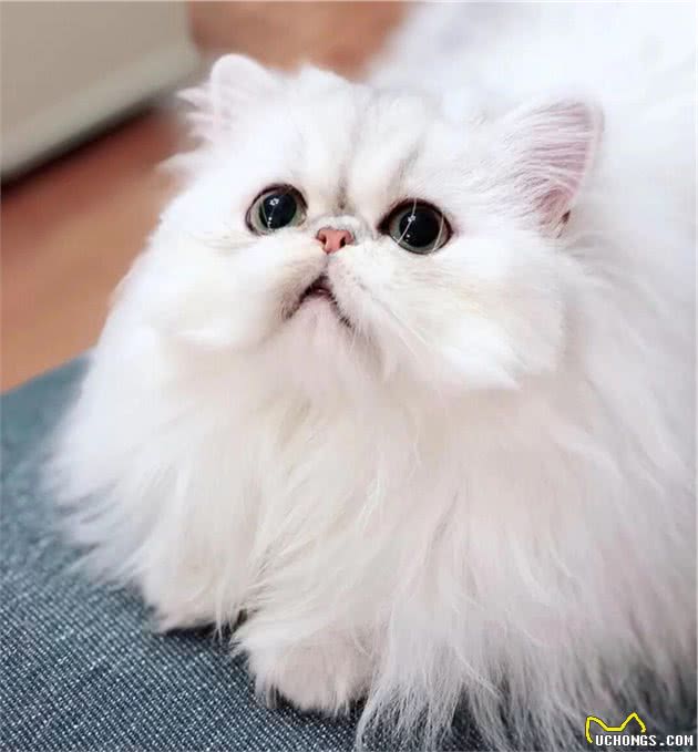 如何挑选一只品相好的金吉拉猫