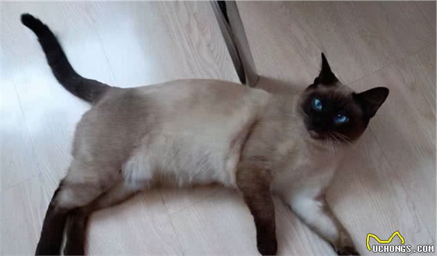 暹罗猫掉毛严重是什么原因？