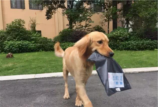 听说，“忠诚”的狗狗有这6个特征，你家狗狗全中吗？