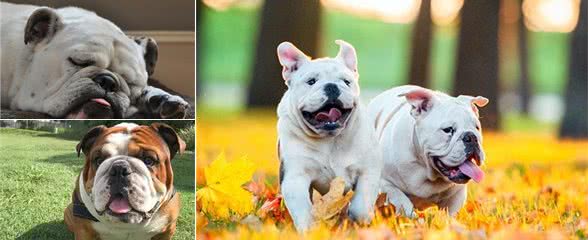 饲养英国斗牛犬，不能犯这几大禁忌