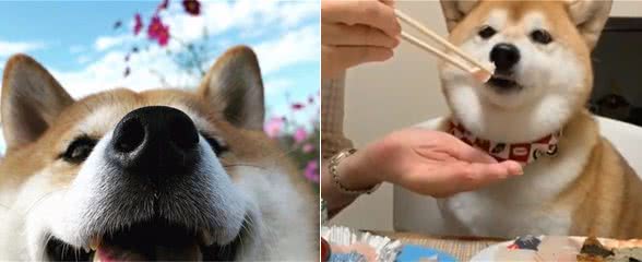 判断柴犬健康状态，看这5点就行，简单实用