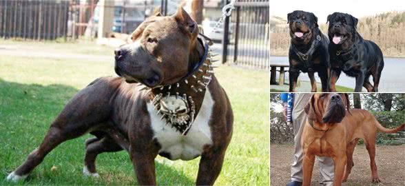 犬在江湖，身不由己，盘点生活在黑暗地下世界中的猛犬
