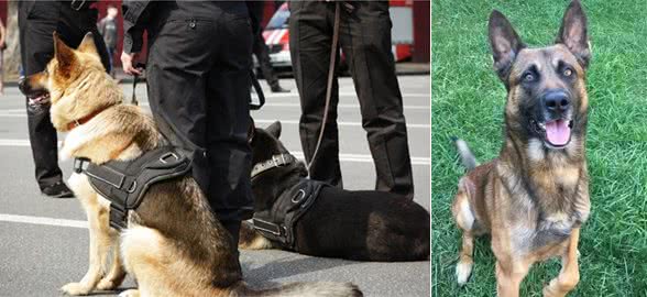 警犬也会怕打针？今天带你走进工作犬不为人知的一面