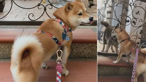 狗狗每天蹲坐在邻居家门口，主人：它在等那个消失的朋友