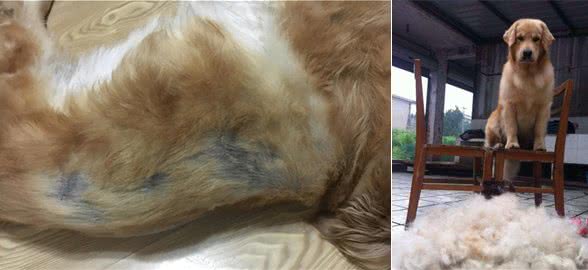 应对金毛犬掉毛我有招！再也不怕狗毛满屋飞