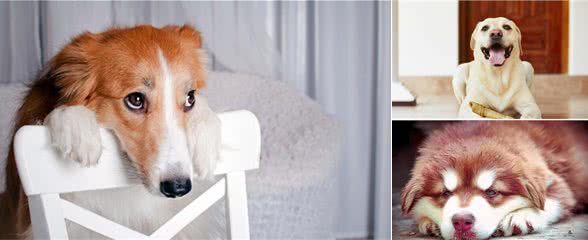 狗狗会藏东西，别误认为它烦人，其实是有原因的