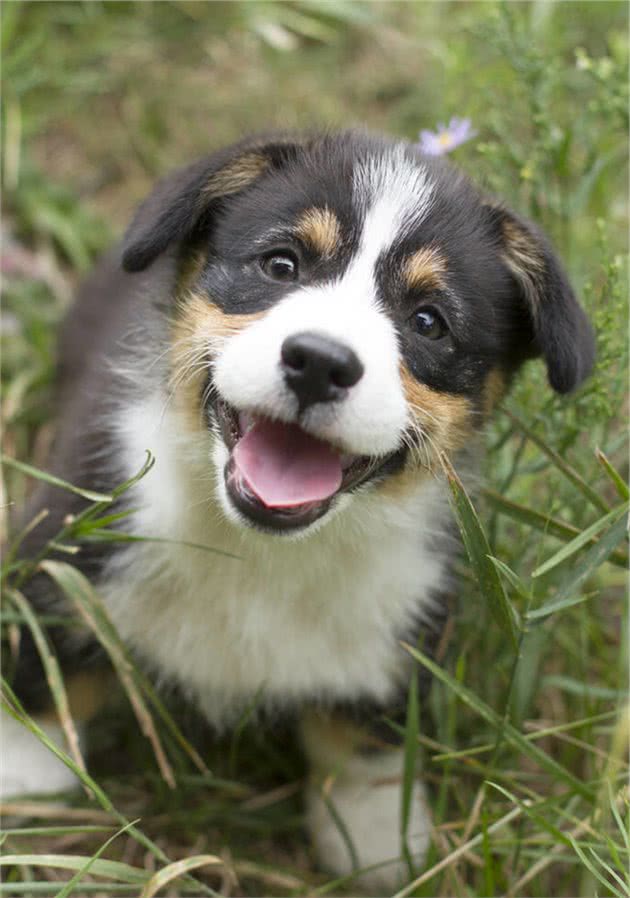 饲养柯基犬，要面对的“6大难题”，看完你还敢养吗？