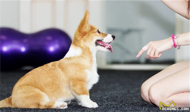 饲养柯基犬，要面对的“6大难题”，看完你还敢养吗？