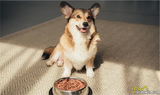 饲养柯基犬，要面对的“6大难题”，看完你还敢养吗？