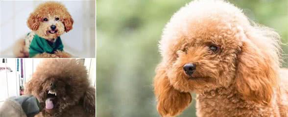 泰迪犬为什么讨人厌？告诉你原因