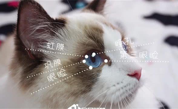 每贴一点猫知识：眼睛