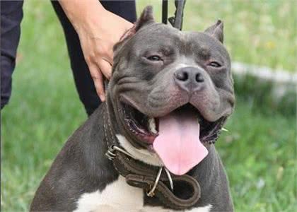 你真正了解过美国恶霸犬的真面目吗？太不可思议了