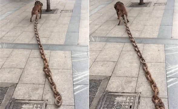 狗狗身上挂了又重又粗的链子,路人不理解,看清品种后竖起拇指