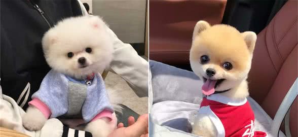 这4种狗容易养活也不需要怎么打理，新手养狗的首选