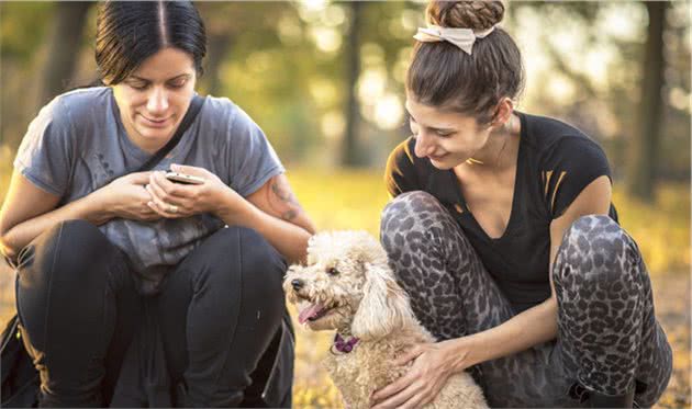 贵宾犬恨主人的4种行为，前三种还能挽救，出现最后一种就放手吧