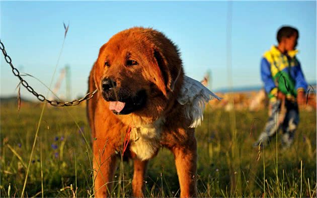 藏獒是世界公认的最古老且仅存于世的巨型犬种，如今却遭人嫌弃？