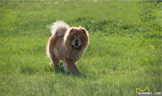 藏獒是世界公认的最古老且仅存于世的巨型犬种，如今却遭人嫌弃？