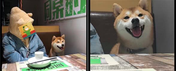 主人带柴犬去吃饭，它坐着等上菜的时候止不住的笑，太高兴了吧