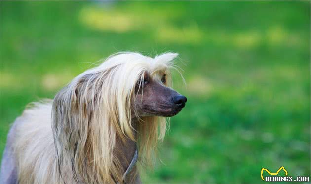 如何挑选中国冠毛犬和训练的方法，以及中国冠毛犬的疾病预防