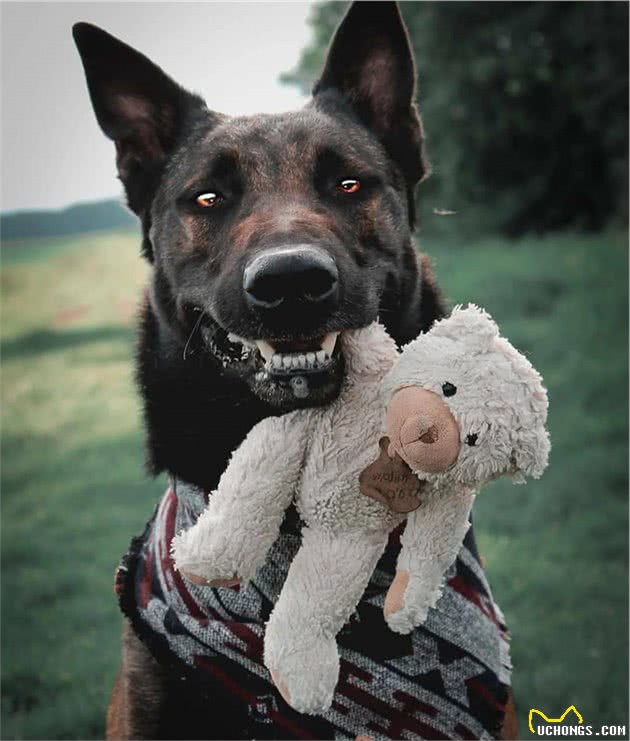 警犬界的新秀：马犬，一只让人不敢养的狗