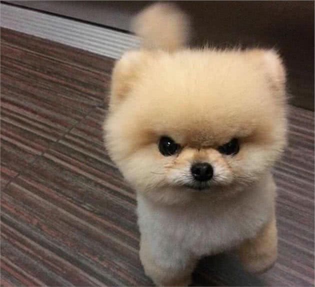 火遍全网的博美犬，养狗新人的最爱到底有多可爱