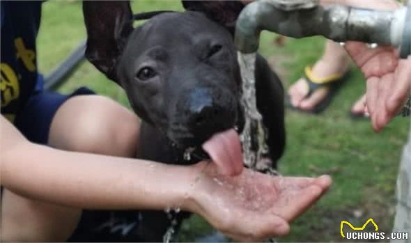 泰皇犬大口吃饭　一脸满足萌翻网友