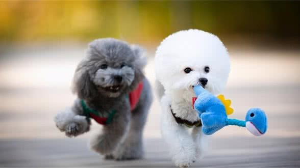 比熊犬出现这5种行为，说明它“爱上”你了