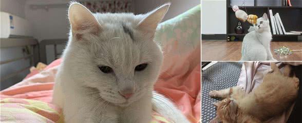 辟谣，猫咪晚上偷闻主人并非是饥饿，主要因素是因猫咪的时间观念