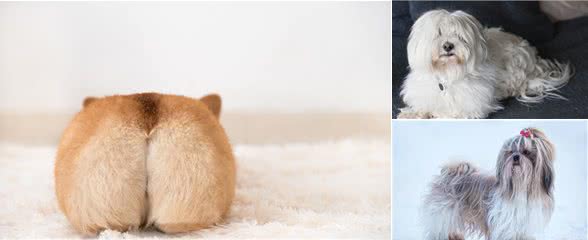 7种掉毛少的狗狗!养过柯基哈士奇就知道,养不掉毛的狗有多幸福