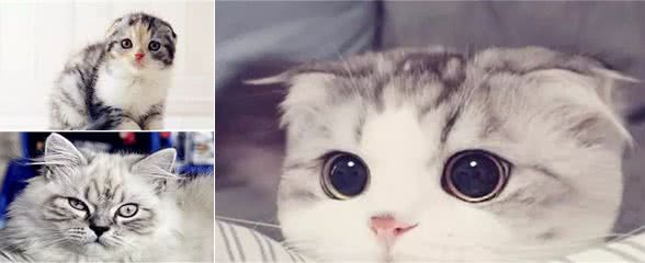 最可爱的8个品种的猫咪