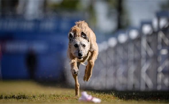 搜救犬菲伦，美国最快的狗