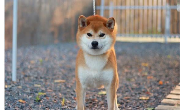 柴犬嘴尖好还是嘴短好，黑嘴与净脸如何选择？