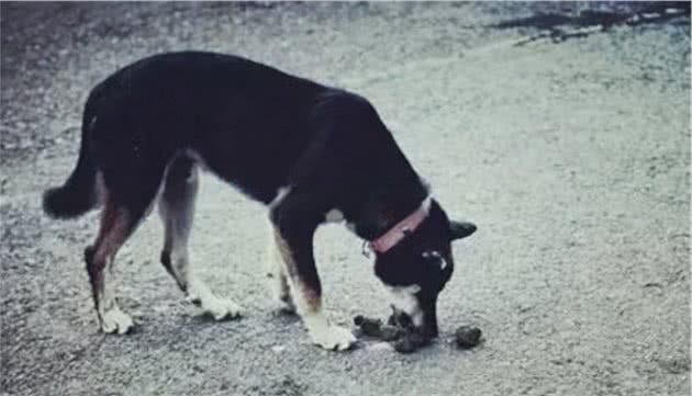 狗狗突然开始乱吃异物？请主人及时关注，不然会害了它
