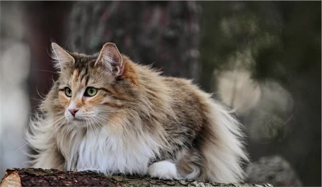 以为猫咪怕冷？这些猫咪很耐寒