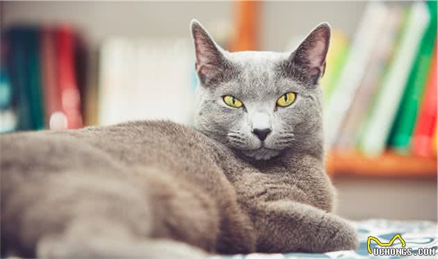 以为猫咪怕冷？这些猫咪很耐寒