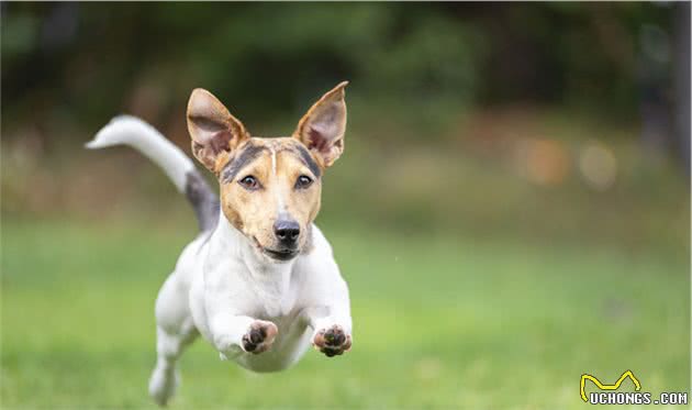 你了解狗狗吗？2种不同需求6种动力判断，挑选最适合自己的爱犬