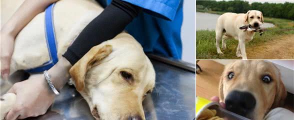 拉布拉多犬拉稀吃什么药？