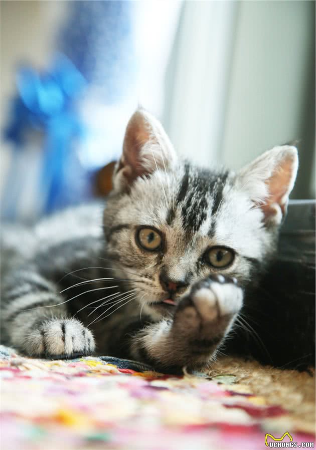 12星座的专属宠物猫，快来带走专属于你的小可爱吧