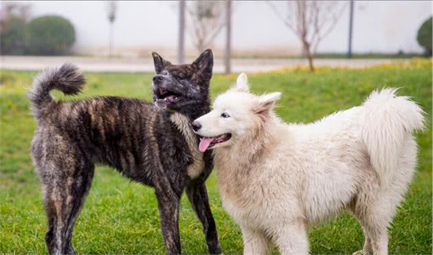 秋田犬吃什么狗粮好一些？